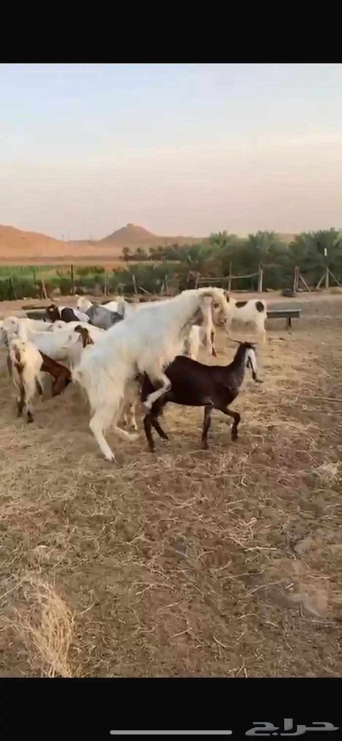 تيس على الشرط 0