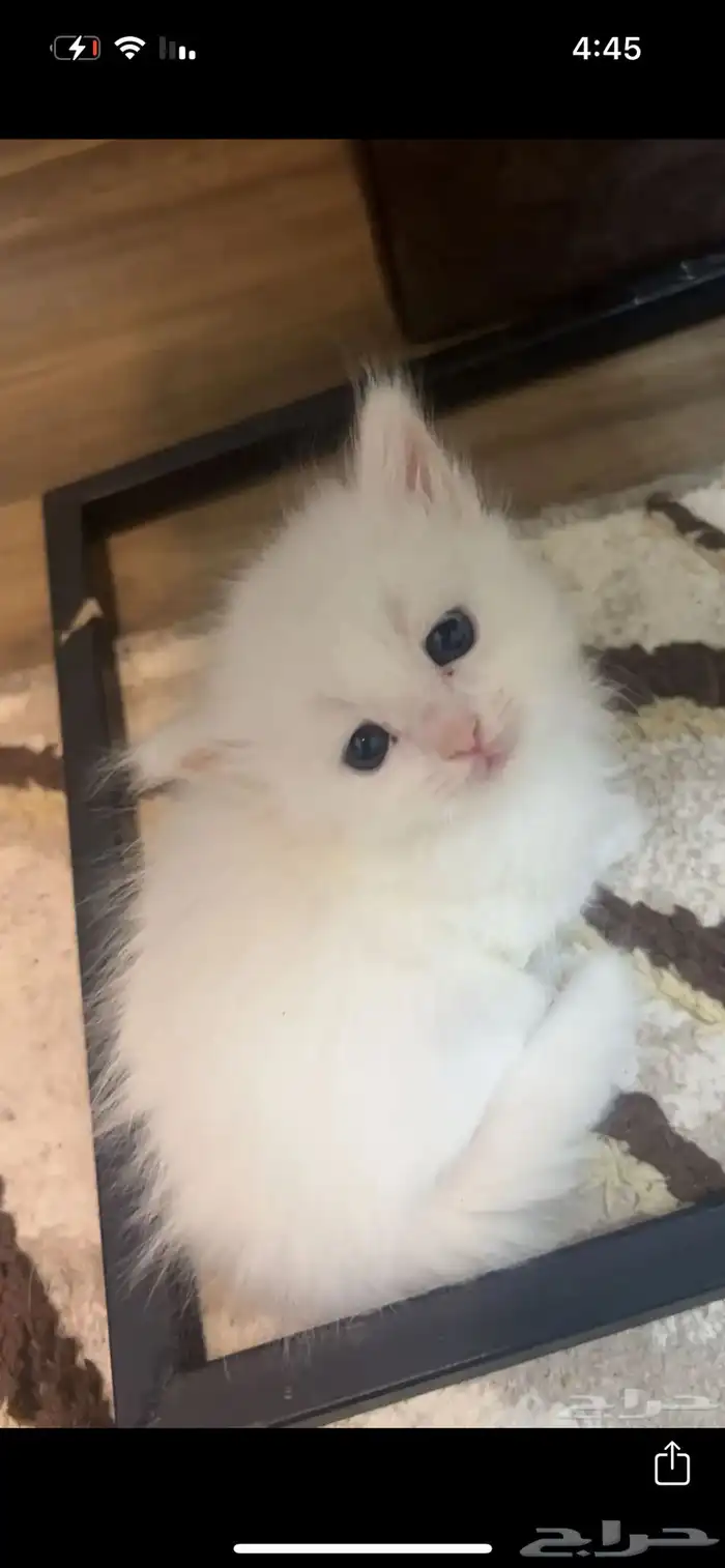 قط شيرازي 0