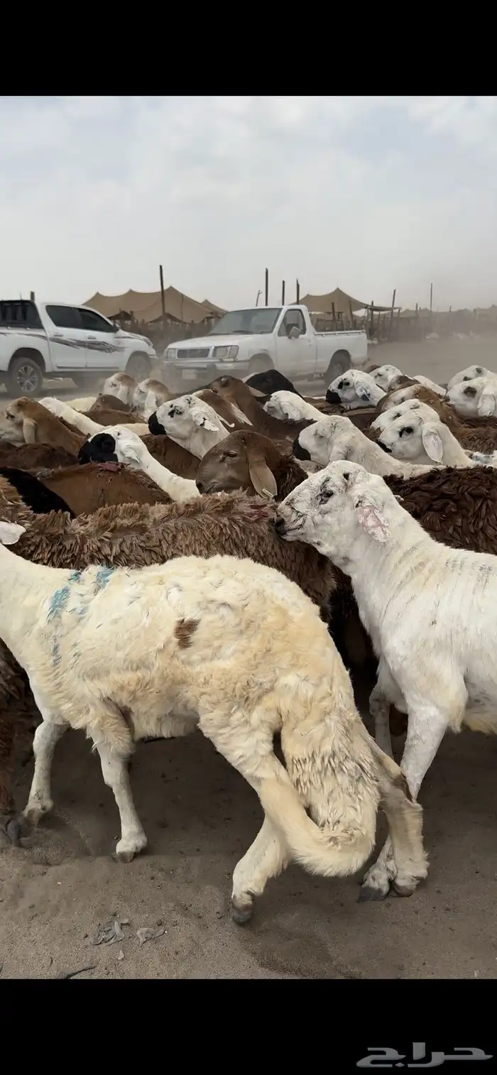 77 راس طليان تربية 4 شهور 0