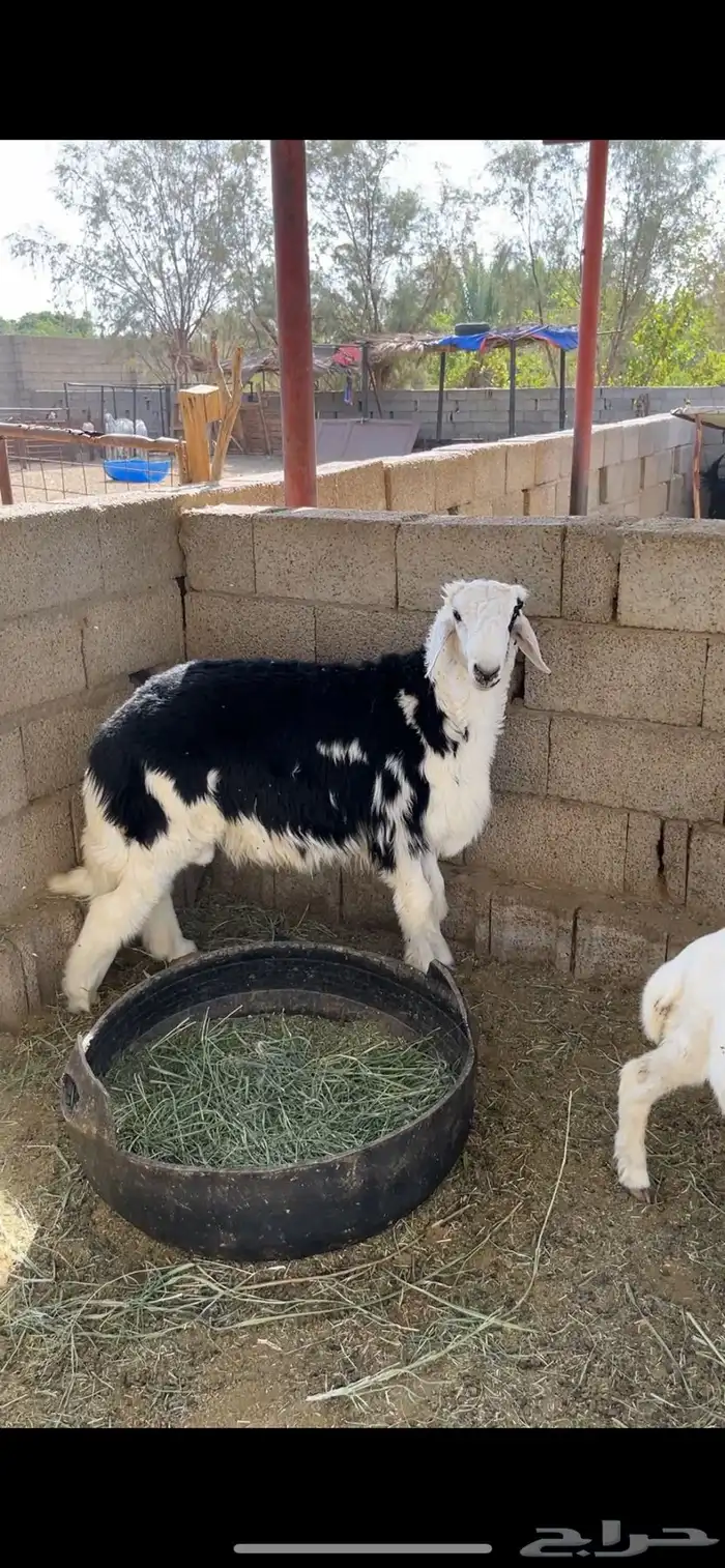 طلي نجدي جذع 1
