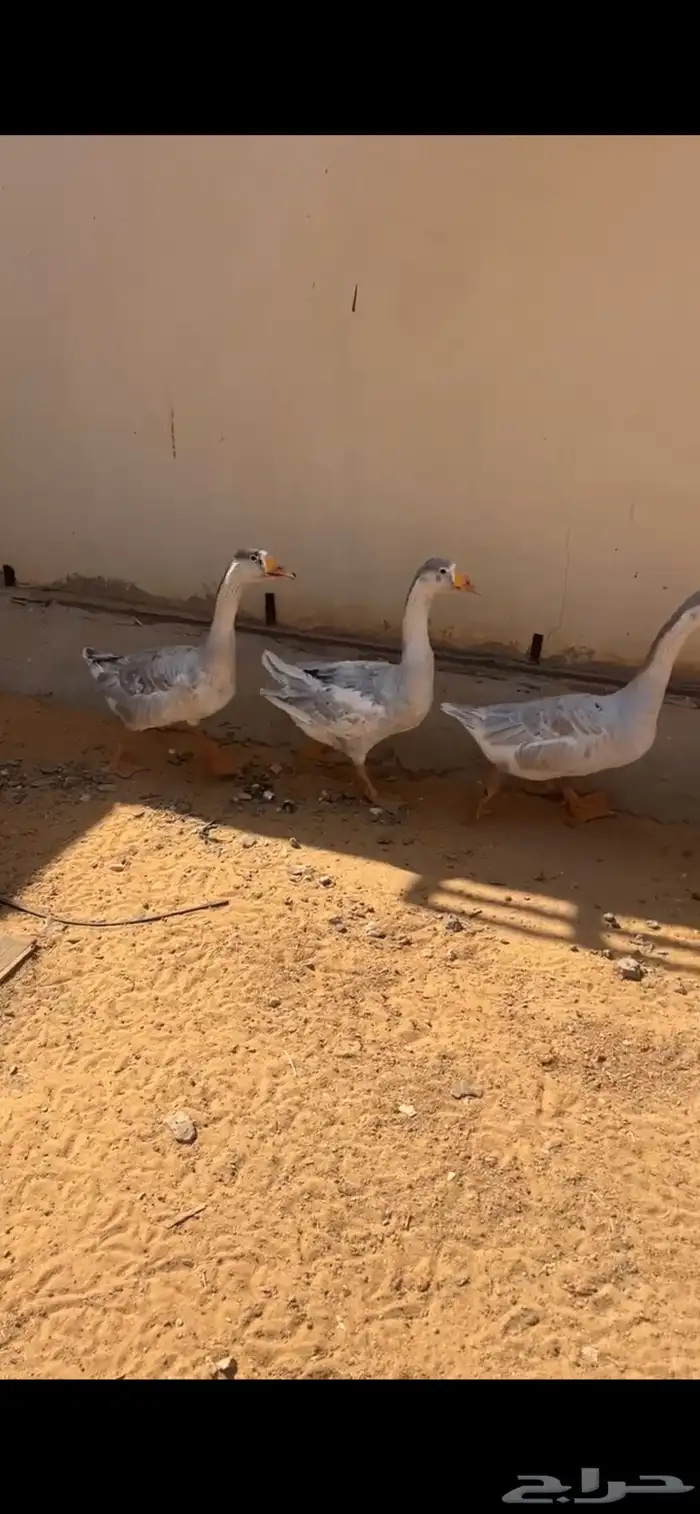 وز هجين عراقي حجم طيب 0