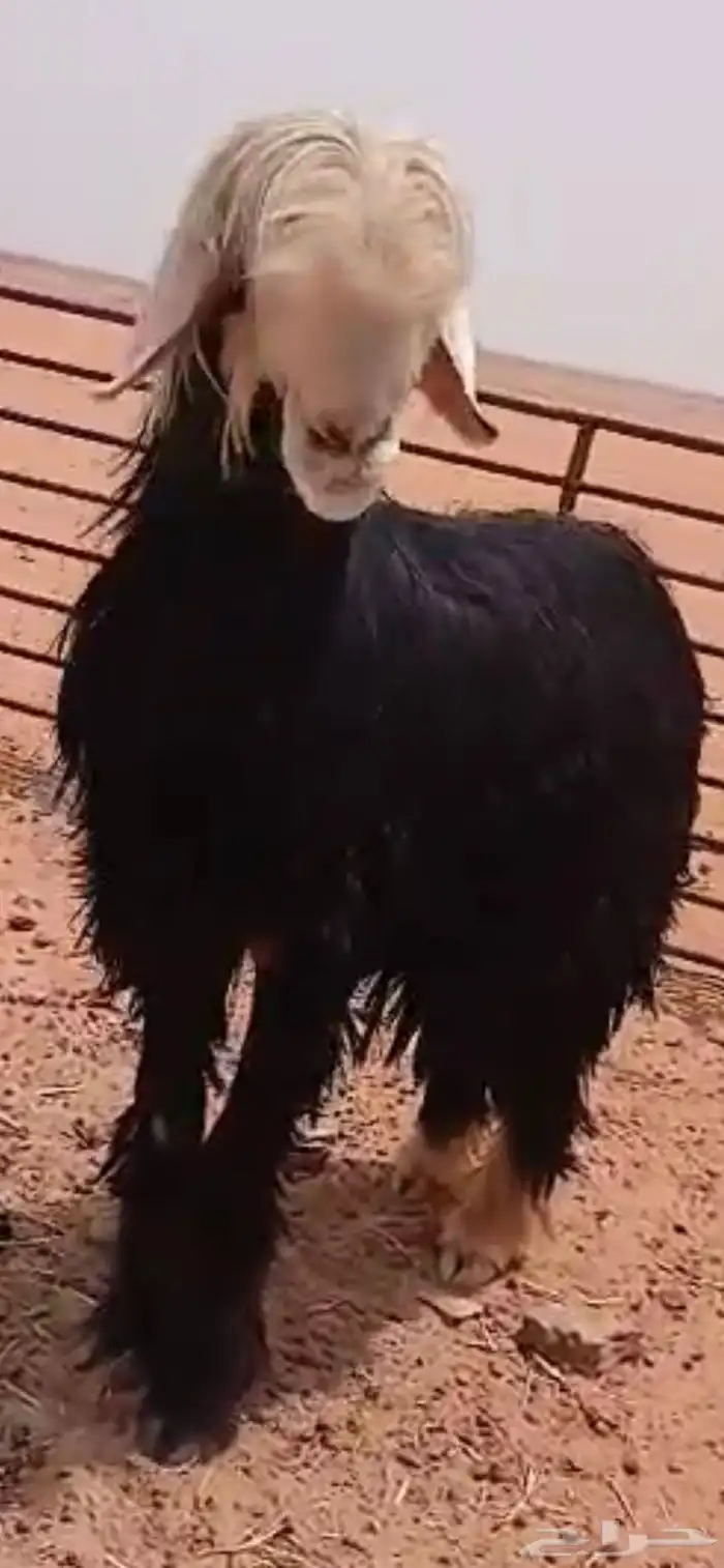 فحل نجدي 17
