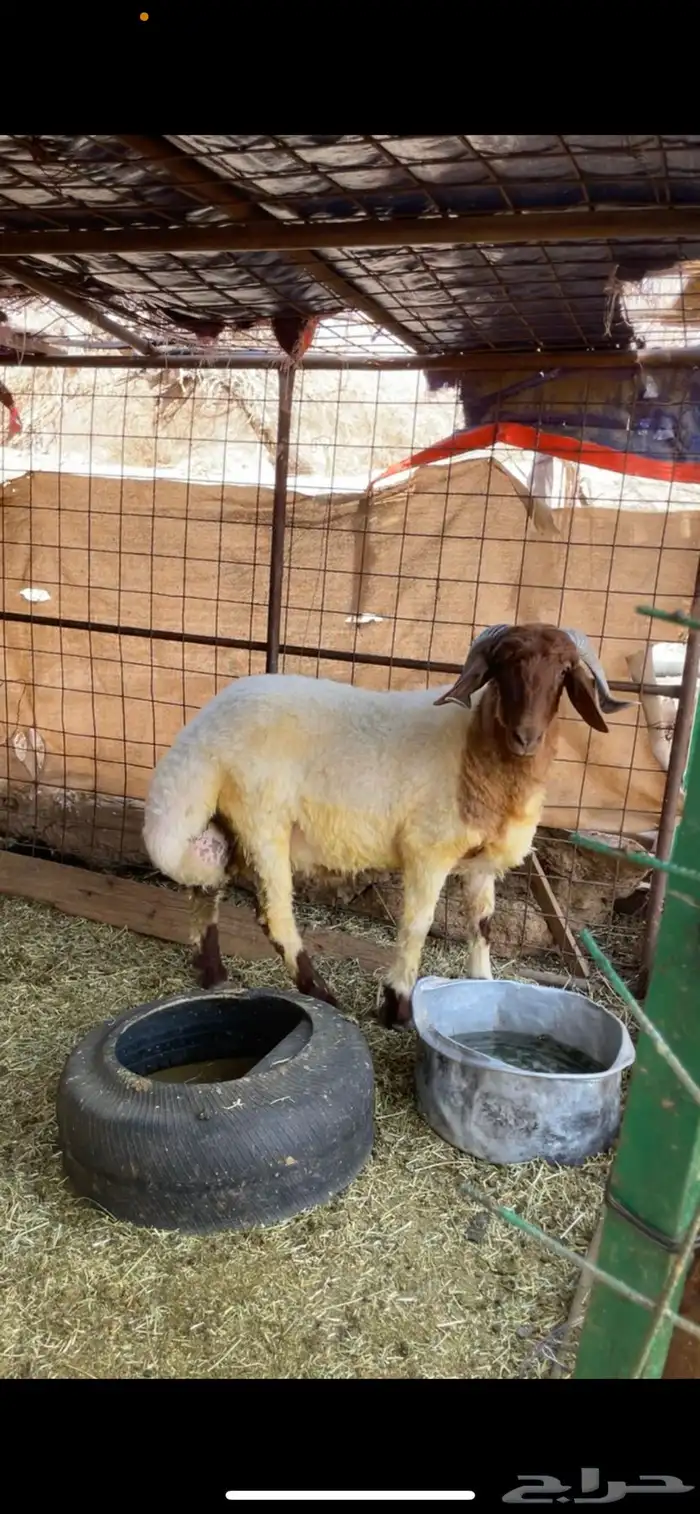 طلي نعيم صنف فحل العلا 2