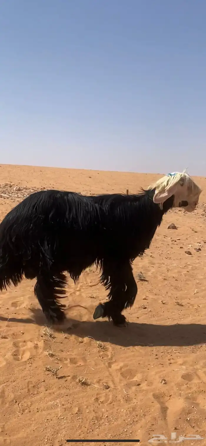 فحل نجدي 16