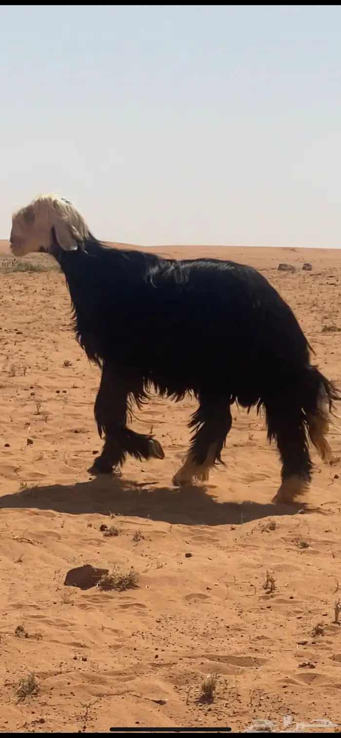 فحل نجدي 0