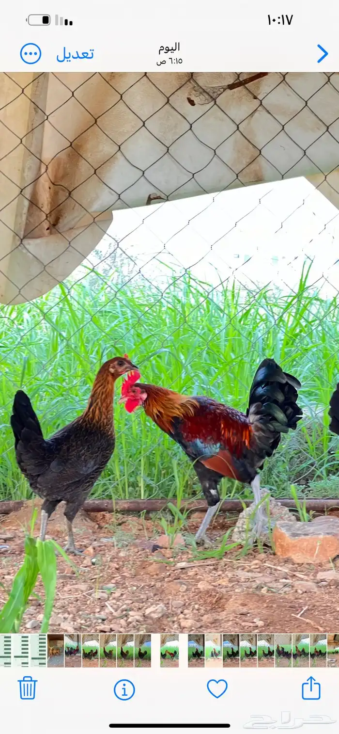 دجاج عربي فري فاخر 1