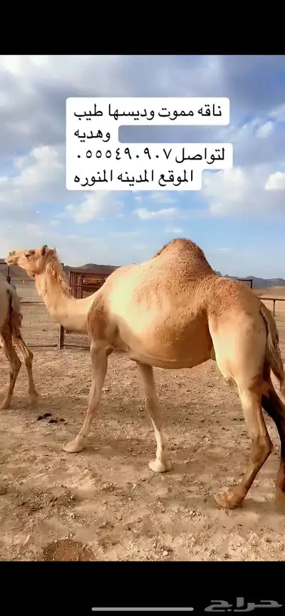 ناقه ميت ولدها قبل امس كفو ديسها وطيبه index