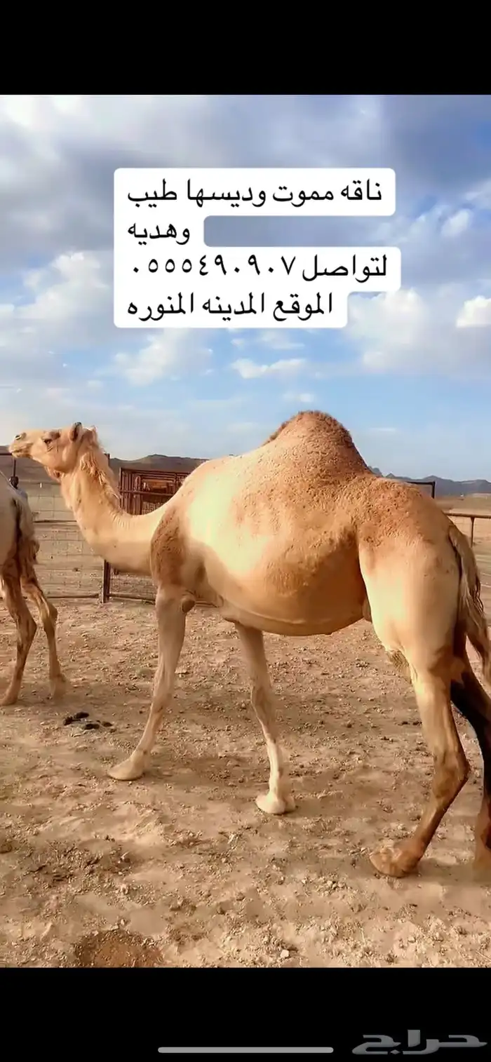 ناقه ميت ولدها قبل امس كفو ديسها وطيبه 0