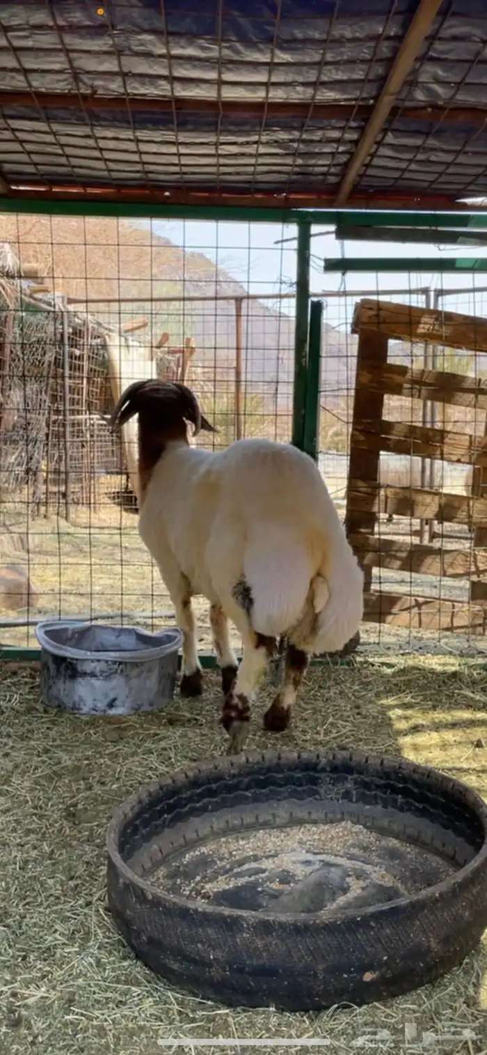 طلي نعيم صنف فحل العلا 3