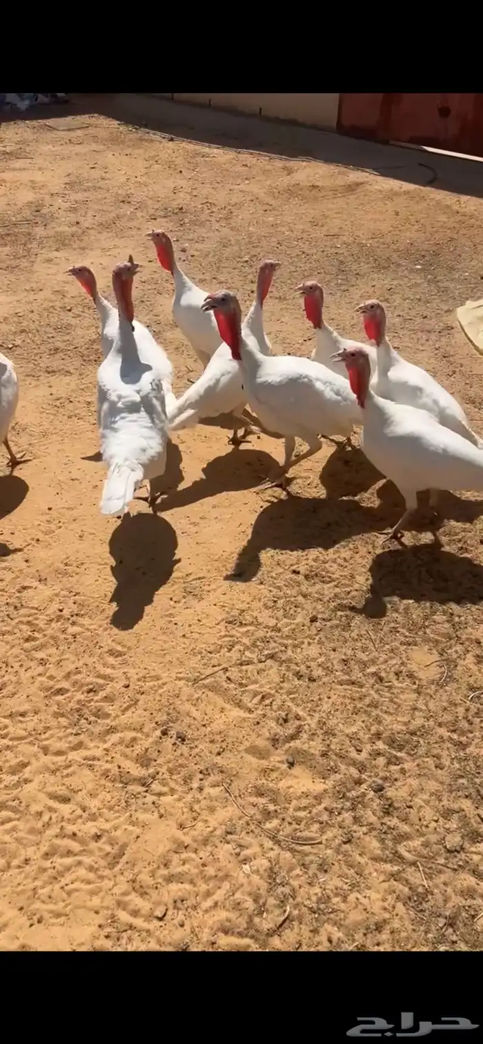 دجاج رومي فرنسي 3