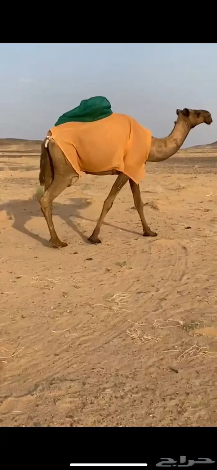 للبيع ناقتين صفر 2