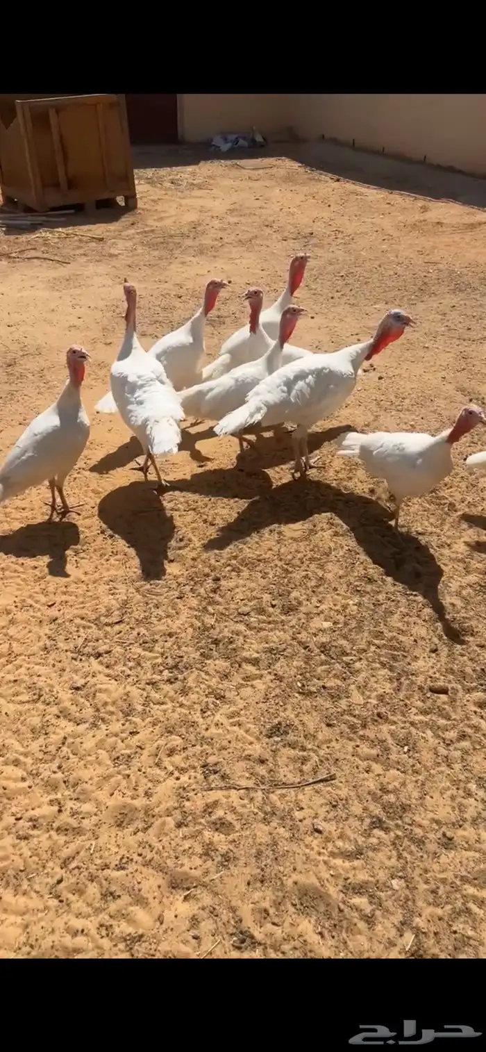 دجاج رومي فرنسي 1