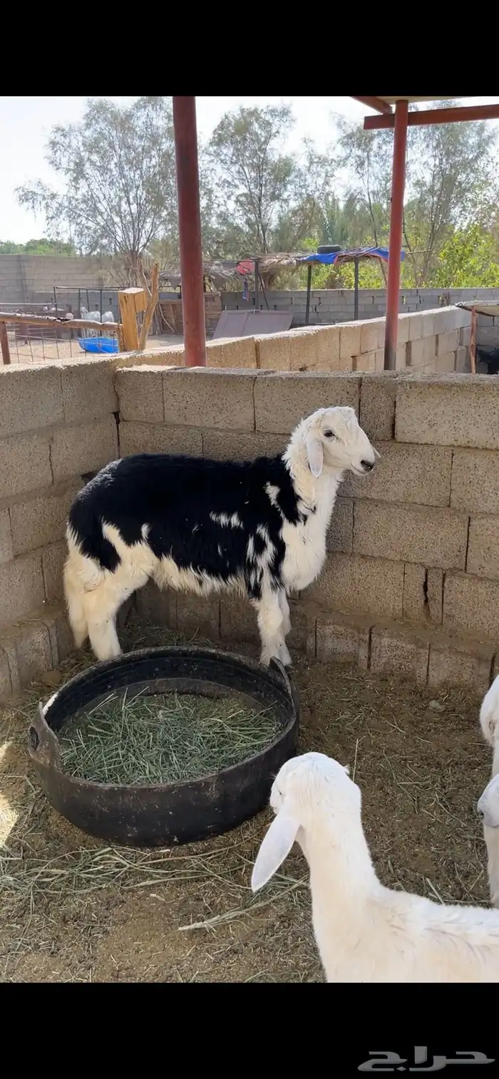 طلي نجدي جذع 0