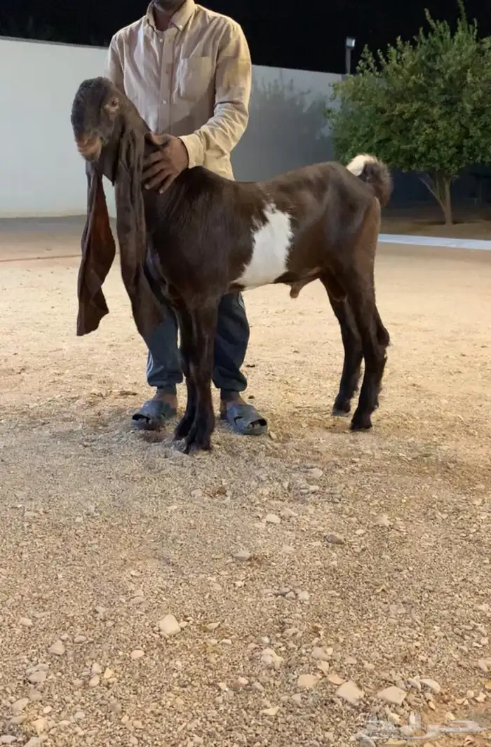 عرض مشروع فحل خصم 1