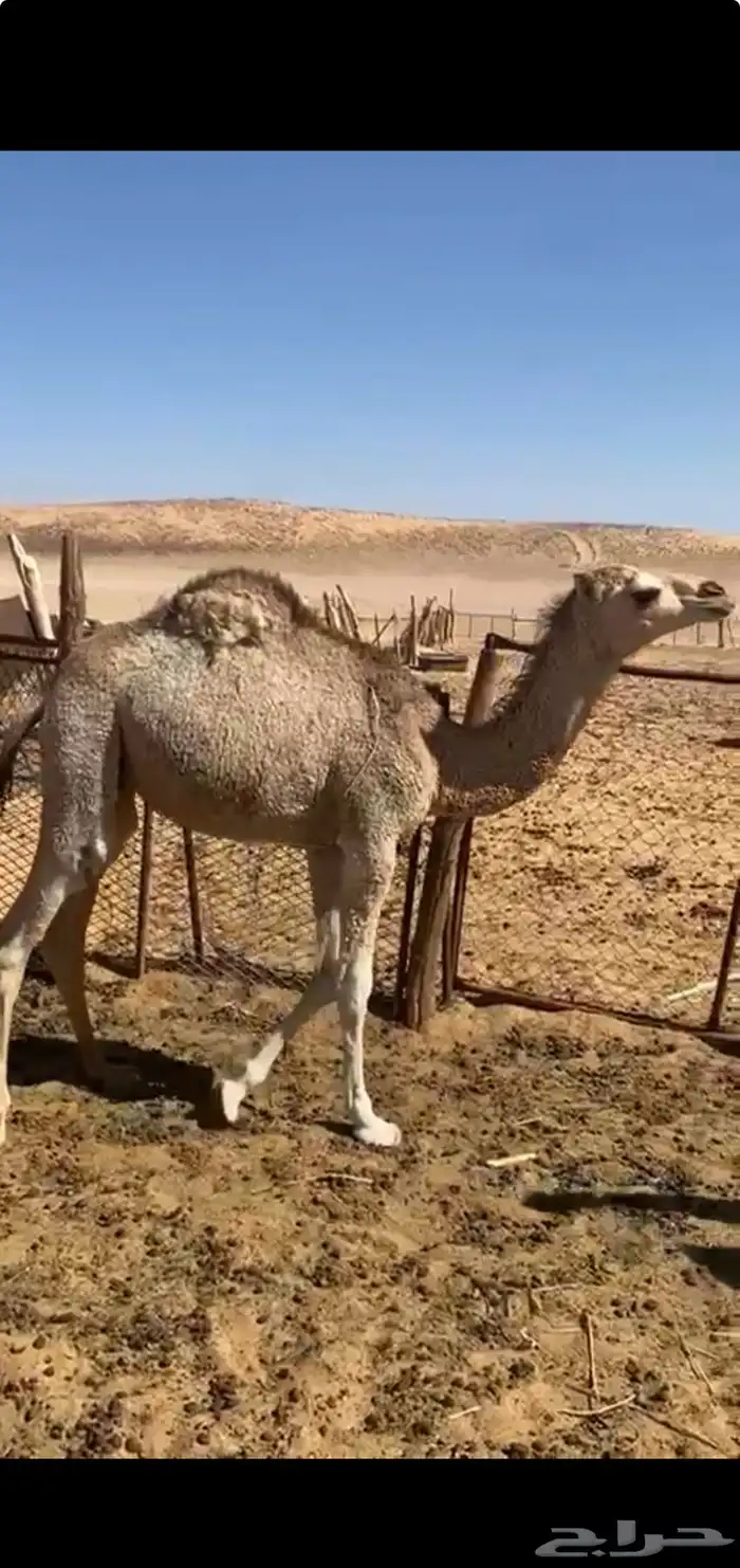 قعود بري عدل طيب 1