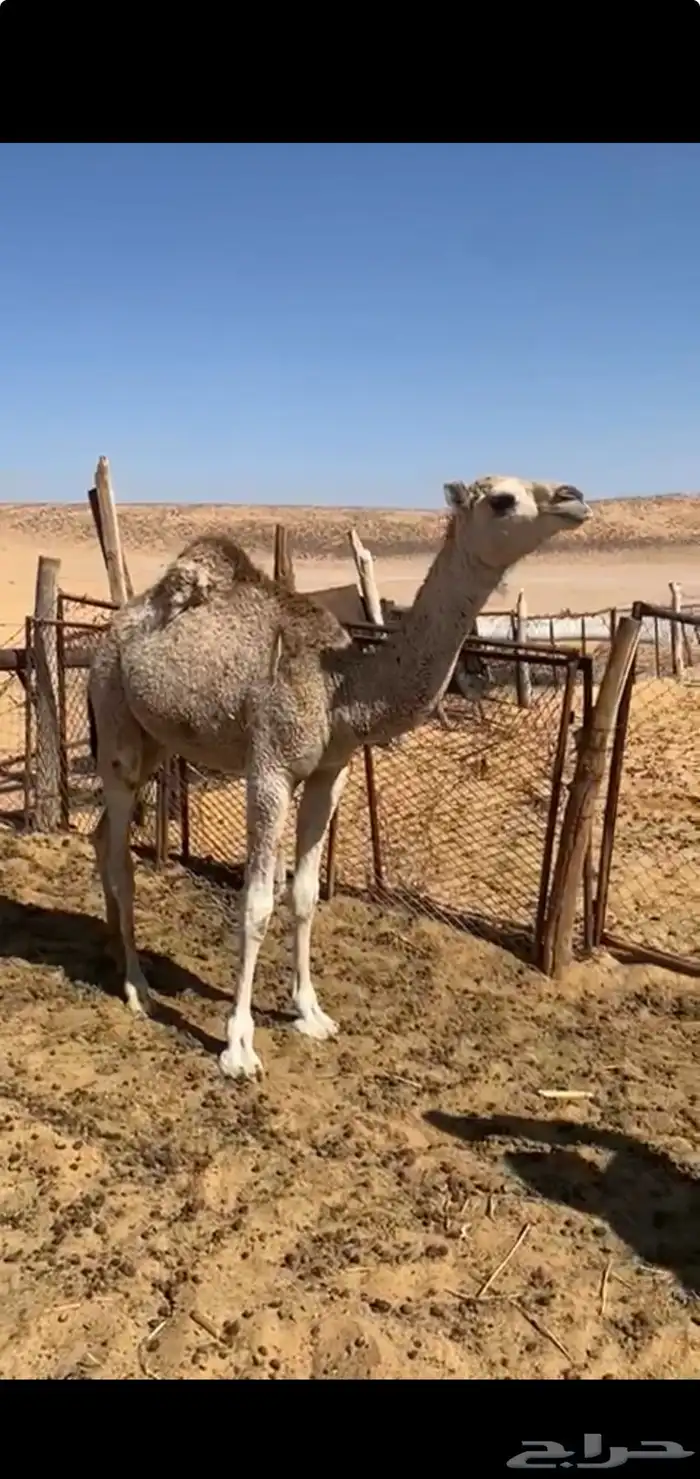 قعود بري عدل طيب 0