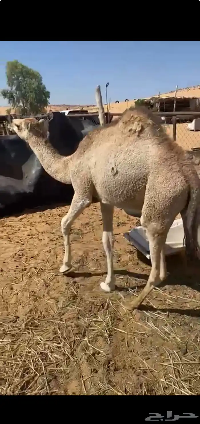 قعود بري عدل طيب 2