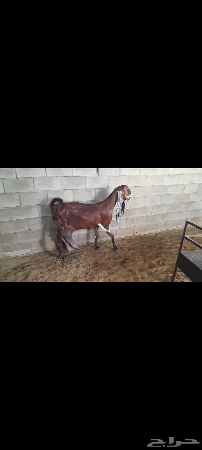 للبيع 3 معزا حجازيات فواخر ودافع 1
