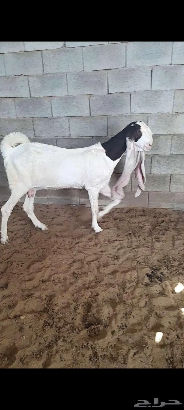 للبيع 3 معزا حجازيات فواخر ودافع 0