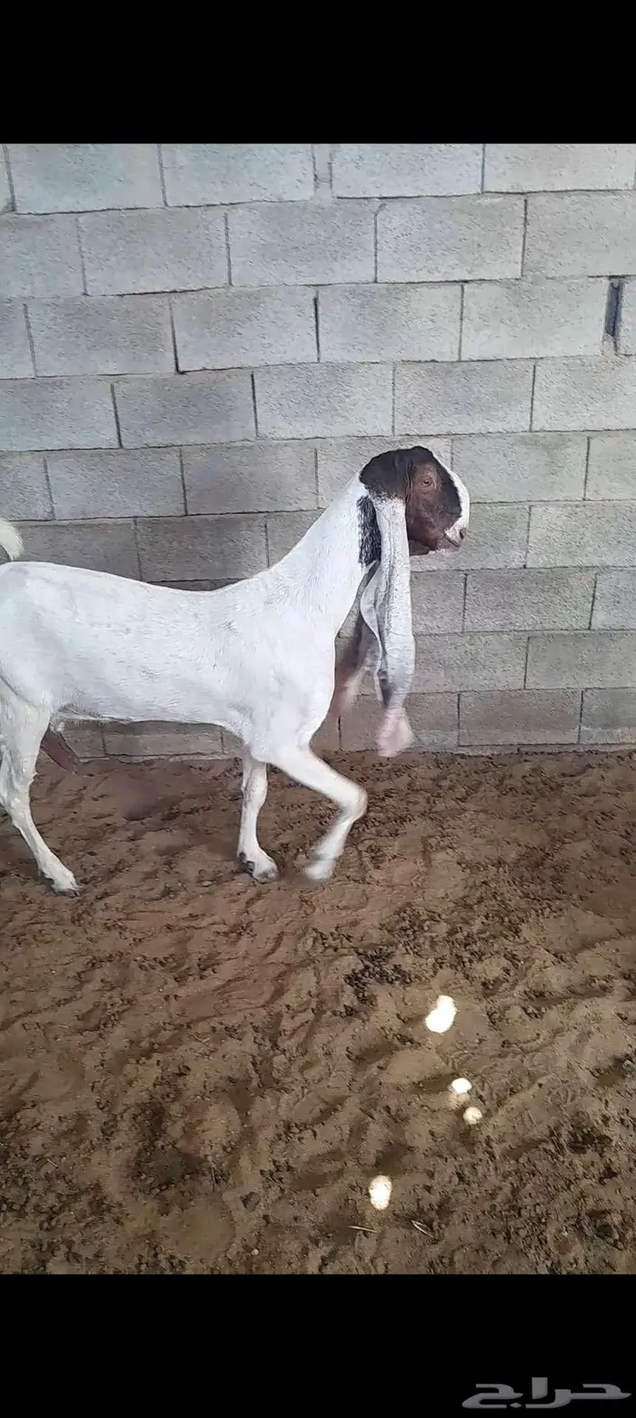 للبيع 3 معزا حجازيات فواخر ودافع 2