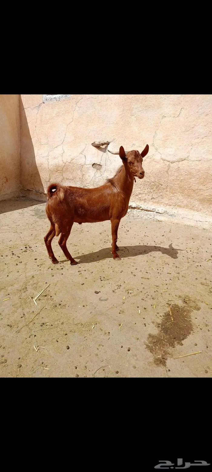تيس احص ذبيحة او مشرووع 0
