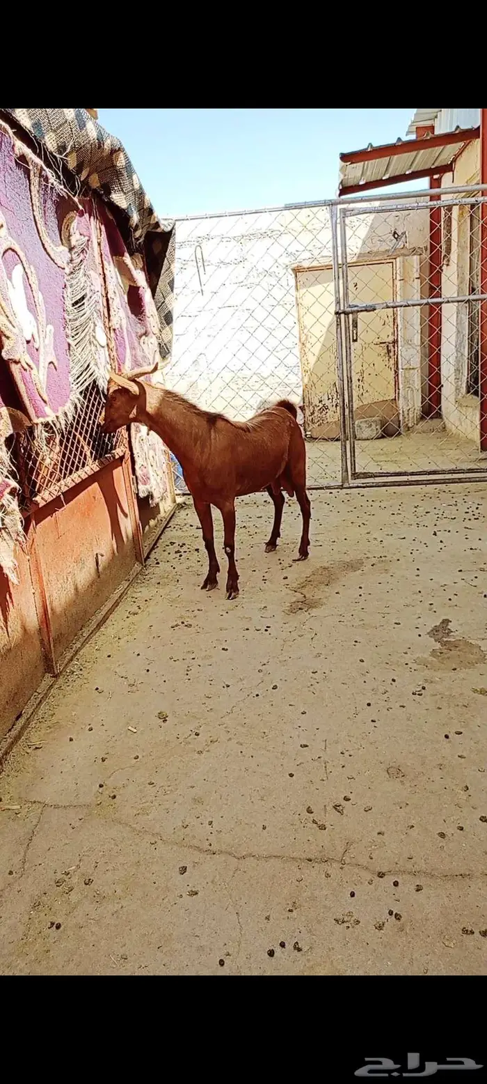 تيس احص ذبيحة او مشرووع 1