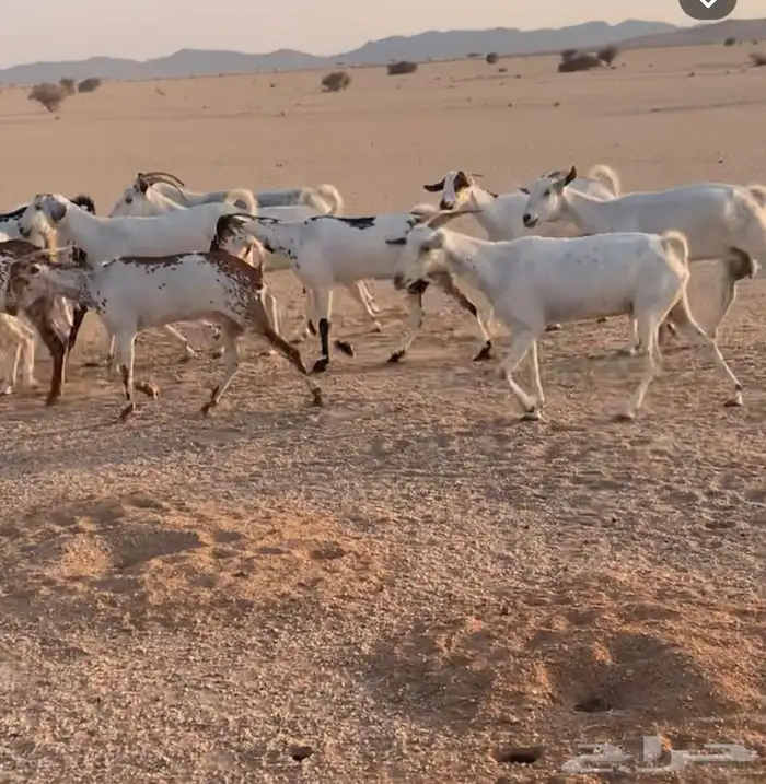 معزاء بيشيه 1