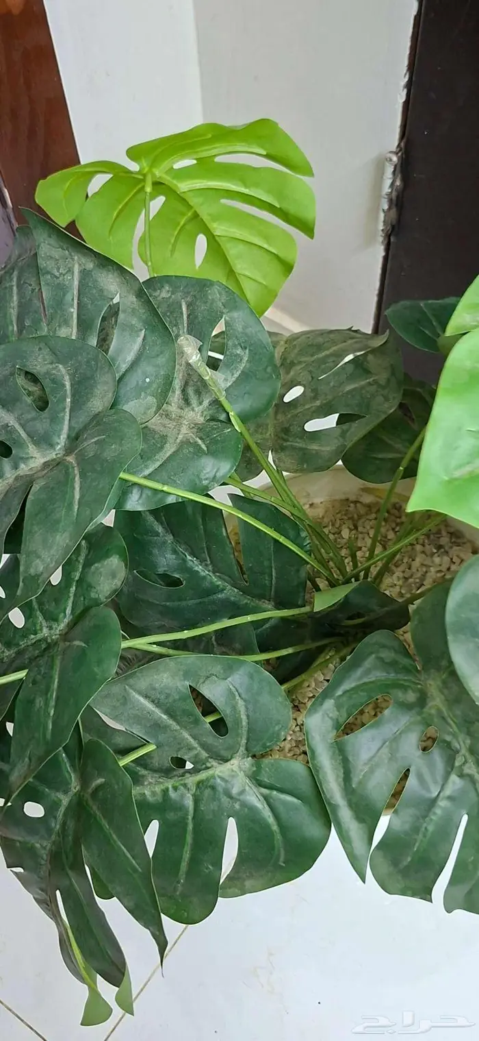 نبته 1