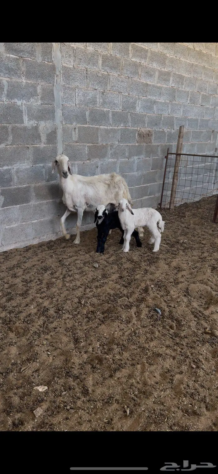 شاه نجديه معها 2 0