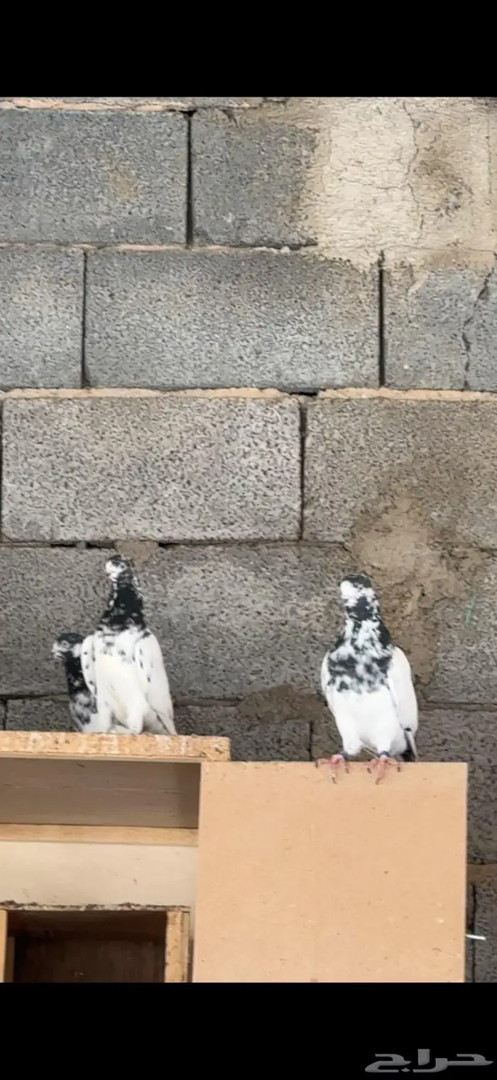 للبيع مجموعه باكستانيات بيور 2