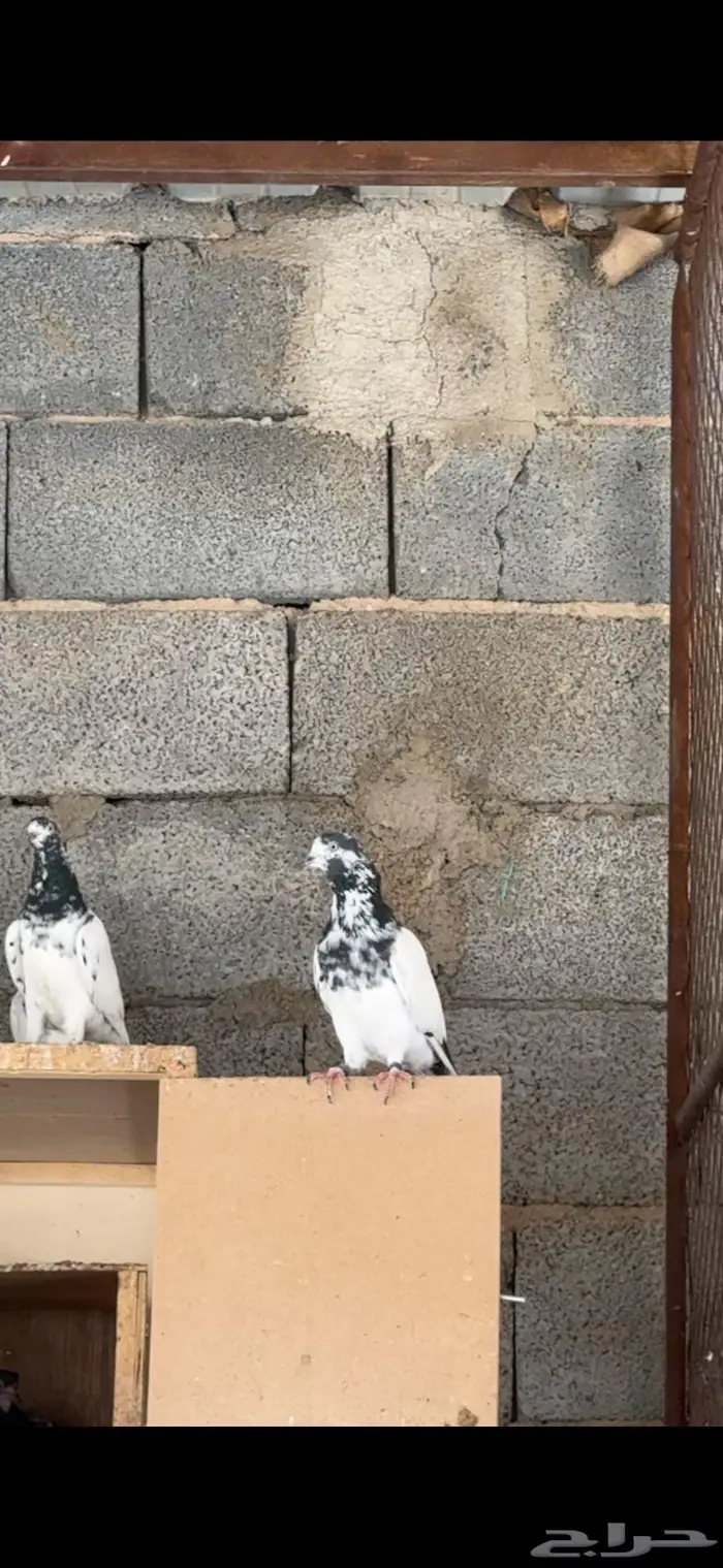 للبيع مجموعه باكستانيات بيور 7