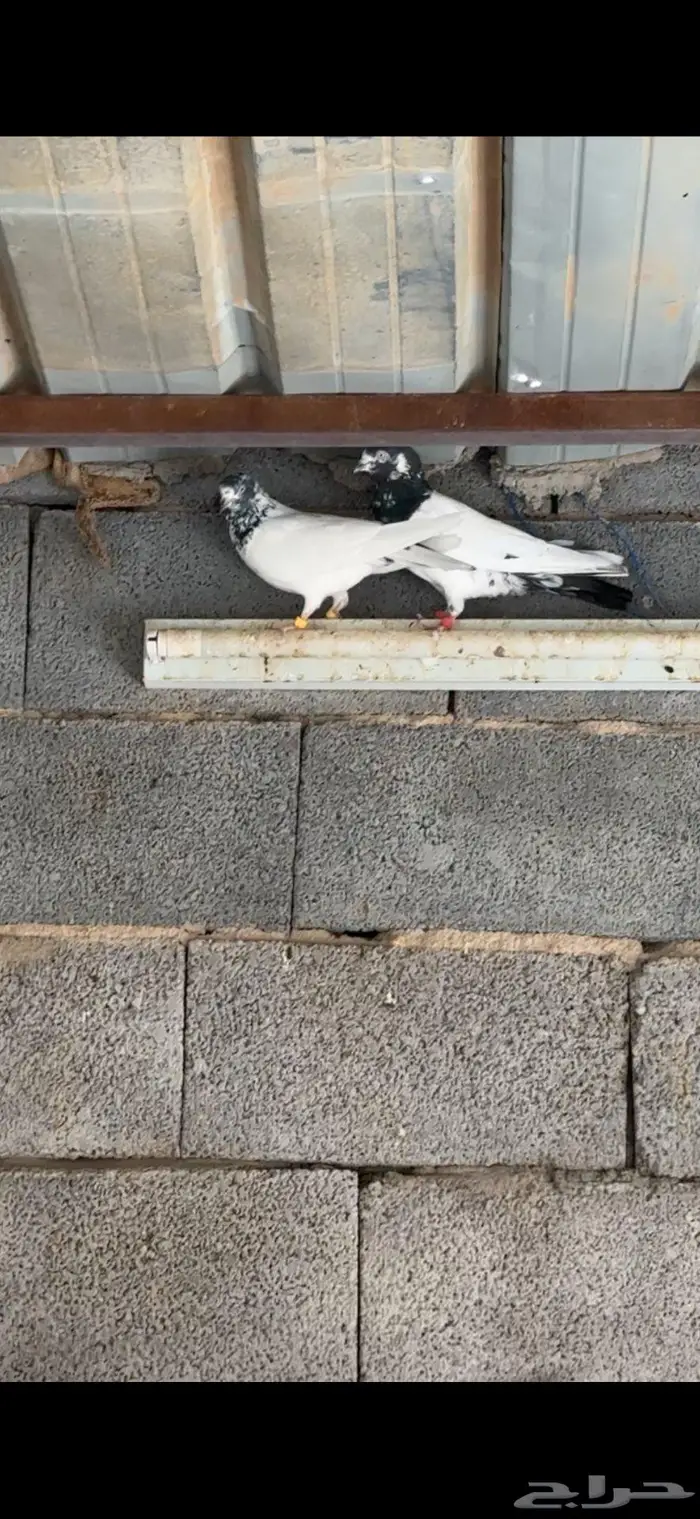 للبيع مجموعه باكستانيات بيور 12