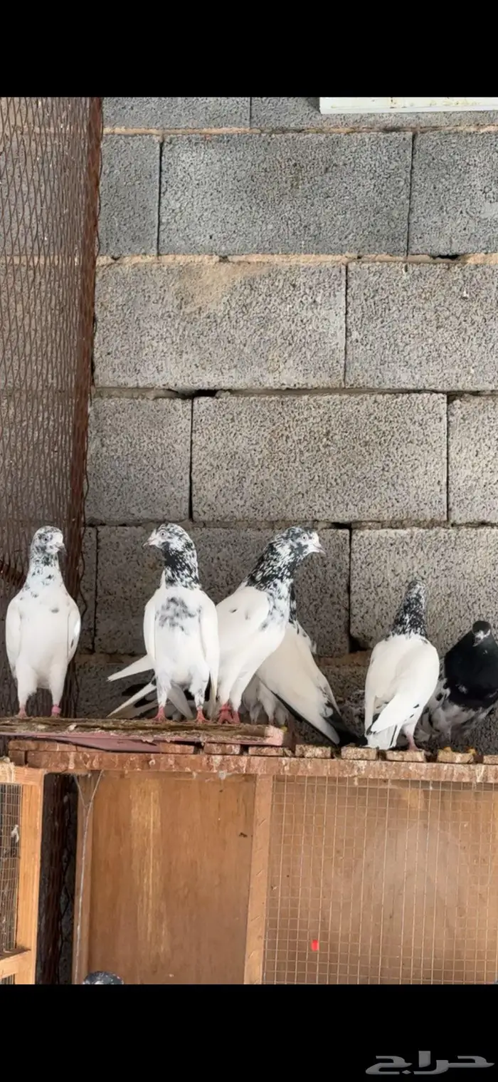 للبيع مجموعه باكستانيات بيور 13
