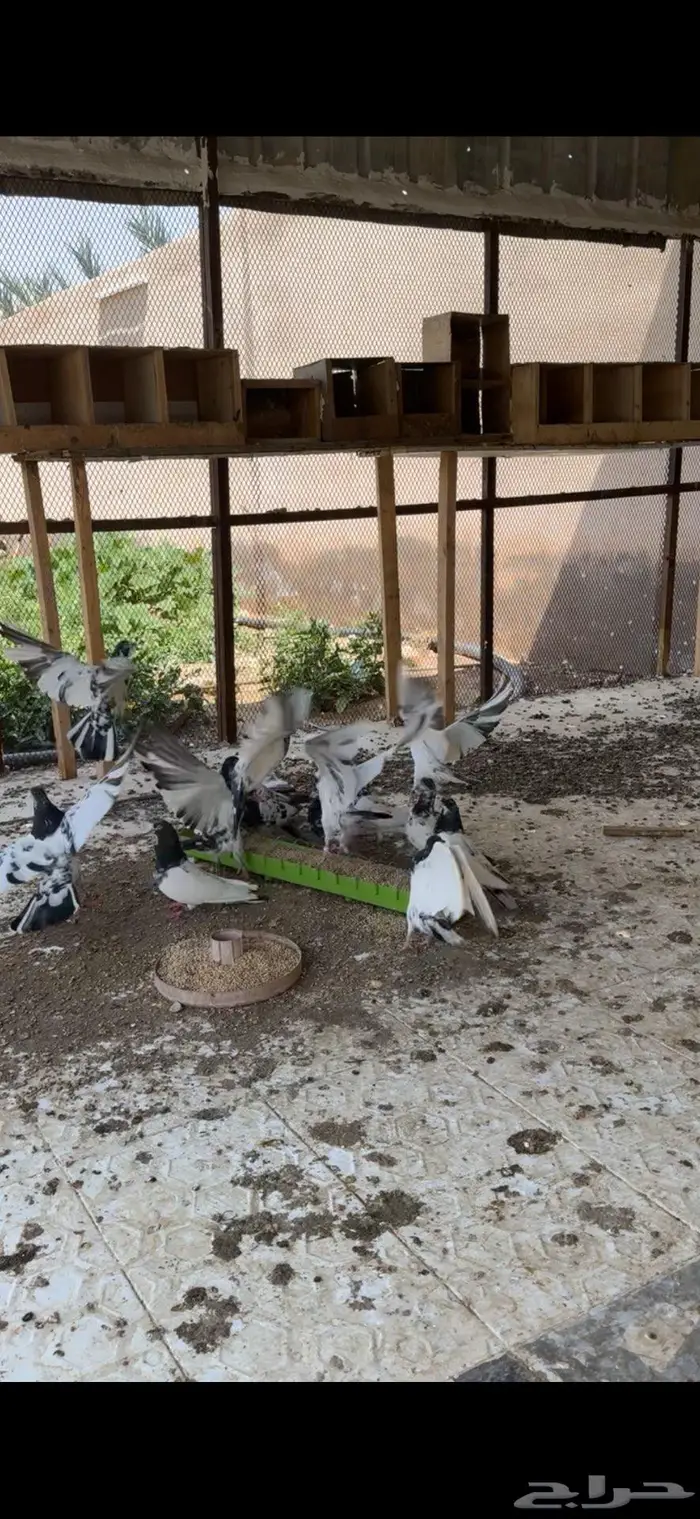 للبيع مجموعه باكستانيات بيور 14