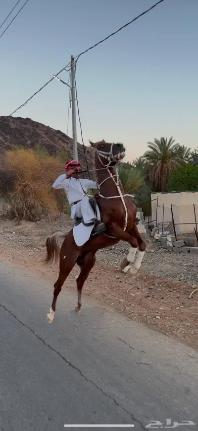 خيل شعبي ينافس الواهو index
