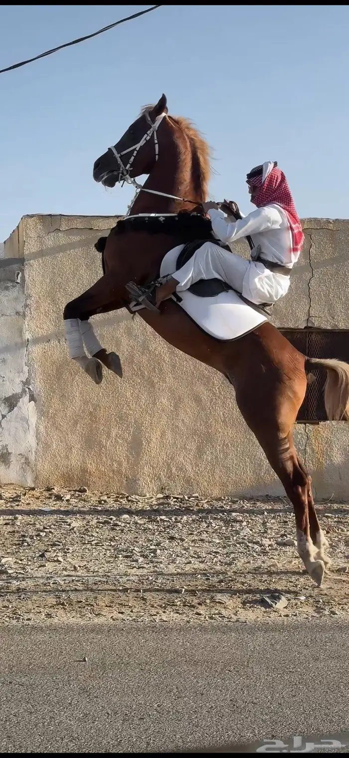 خيل شعبي ينافس الواهو 4