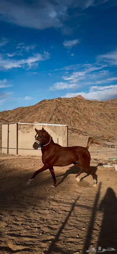 خيل شعبي ينافس الواهو index