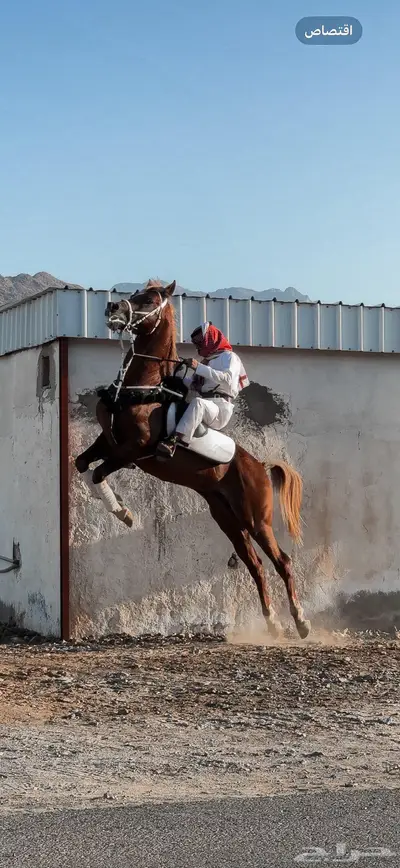 خيل شعبي ينافس الواهو index