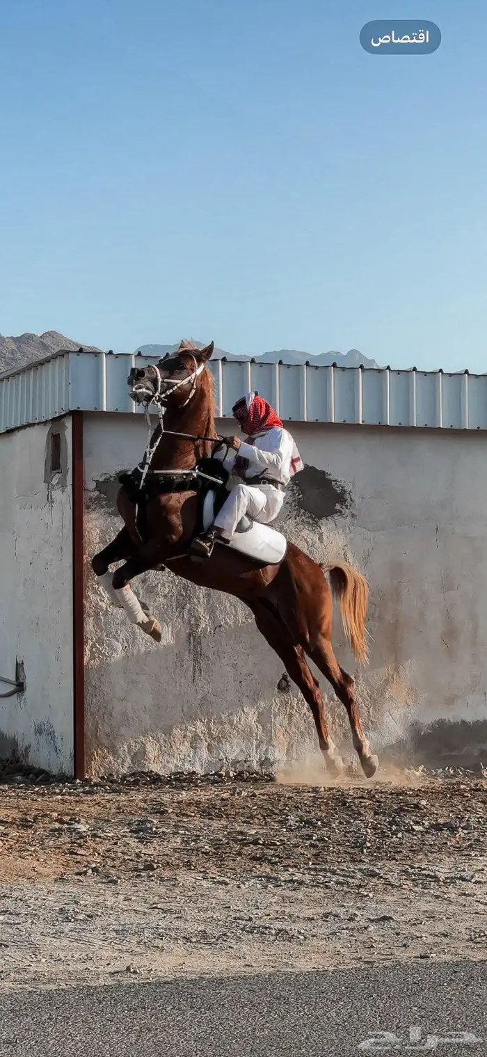 خيل شعبي ينافس الواهو 2