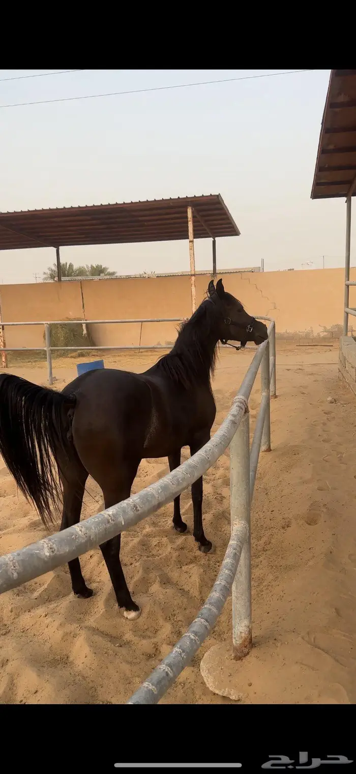 مهرة سودا دهما شعبيه للبيع 4