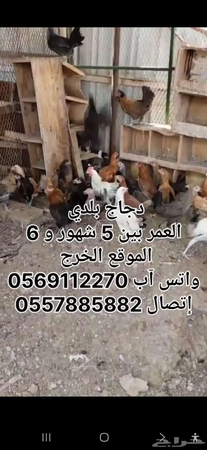 دجاج بلدي عمر أقل من 6 شهور الخرج 2