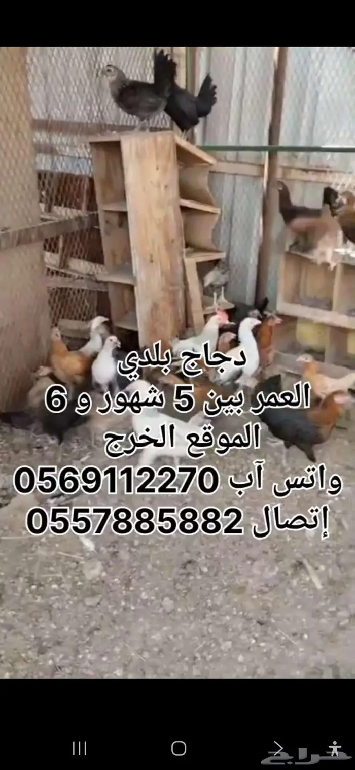 دجاج بلدي عمر أقل من 6 شهور الخرج 0