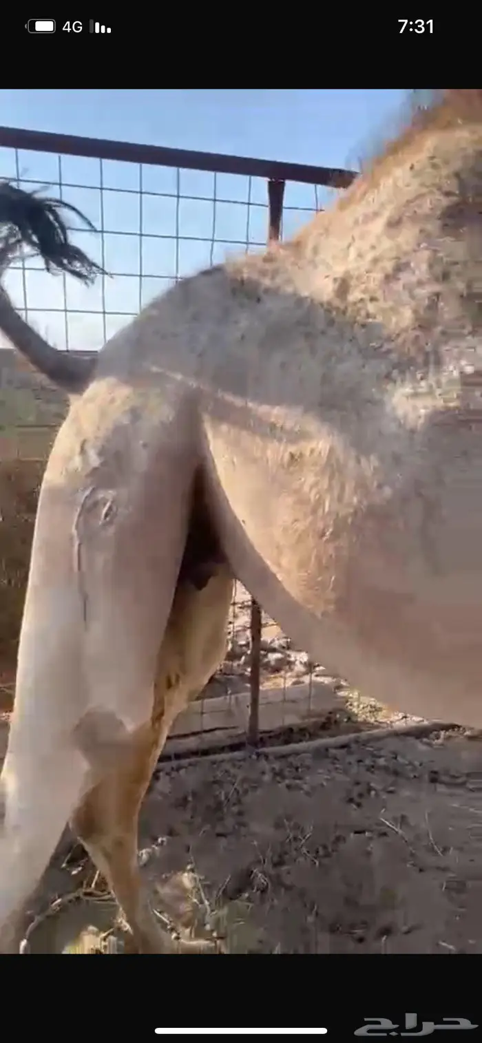 بكره بكر لقحه 2
