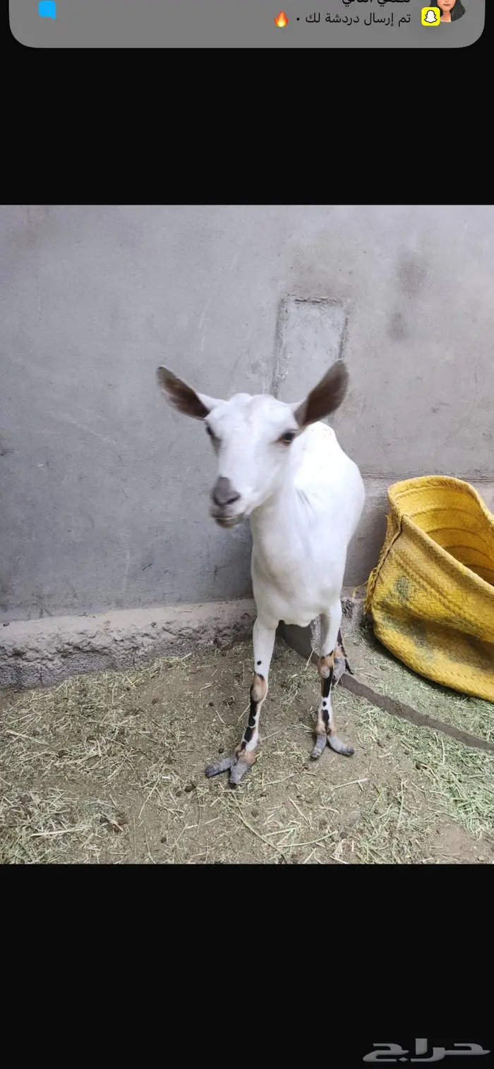 ماعز جنوبي 0