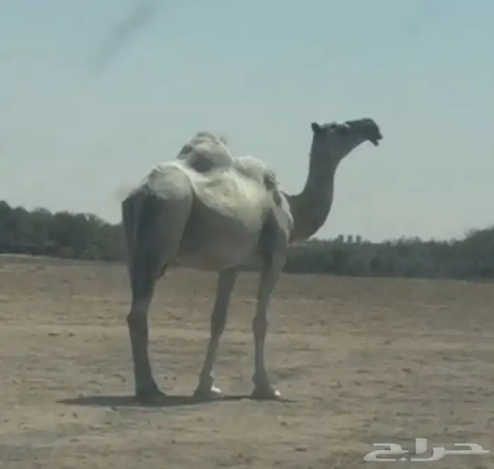 لقحه وضحاء طيبه 3