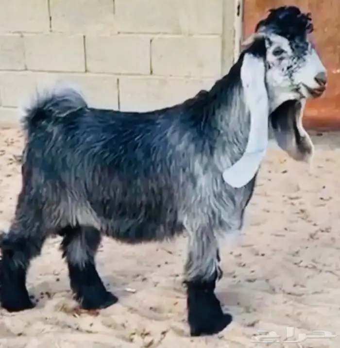 تيس عارضي صنف 0