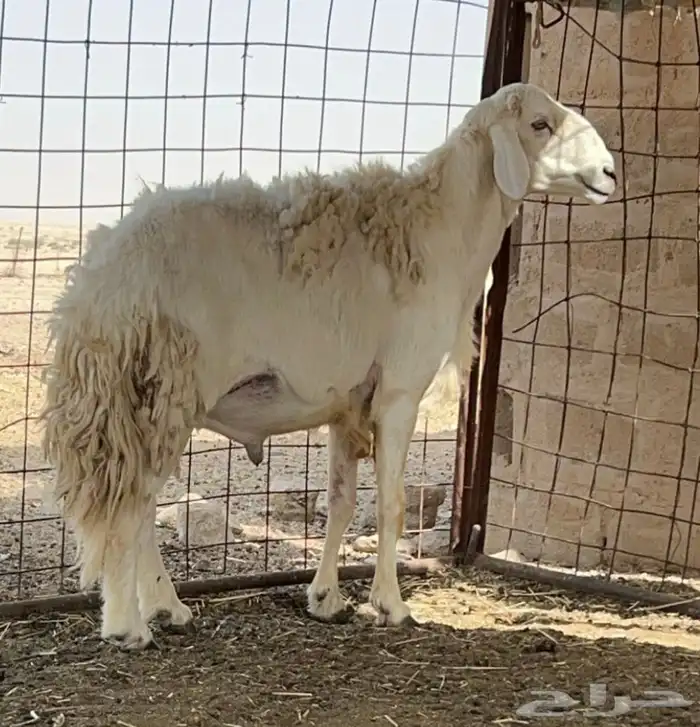 فحل حري مشروط 0