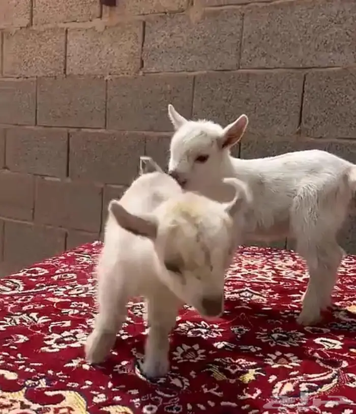 ماعز قزم بيور 0