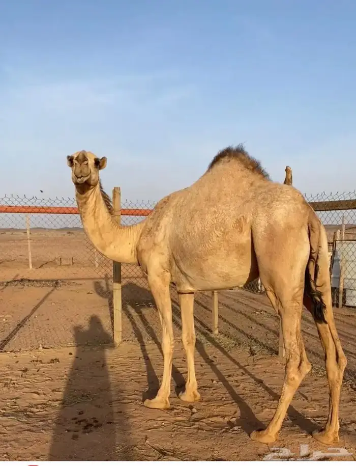 بكره 2