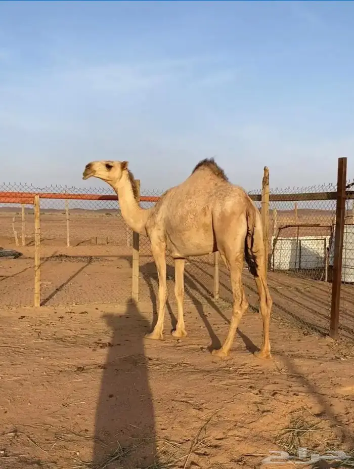 بكره 1